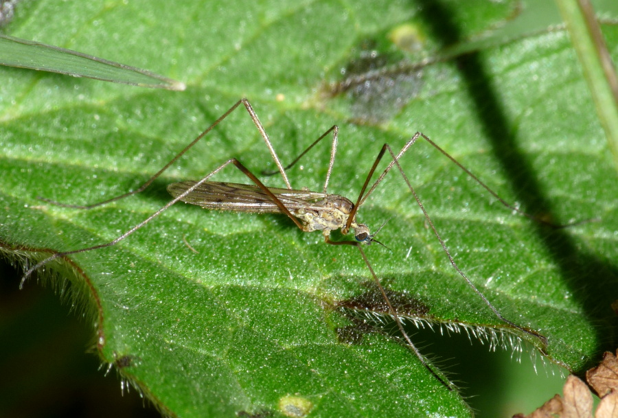 tipulidae